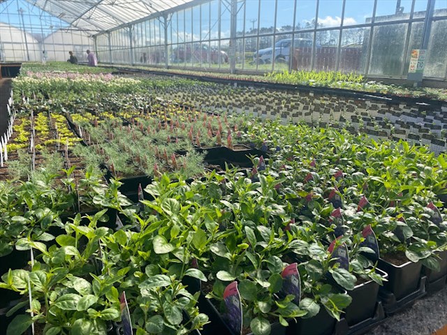 Plants grown in the North East, for the North East gardener