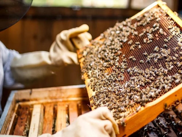 Aberdeenshire Honey,